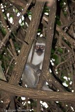 Grüne Meerkatzen (59 von 67).jpg